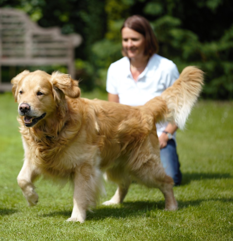 Zwingerhusten und CIRD beim Hund Hunderunden