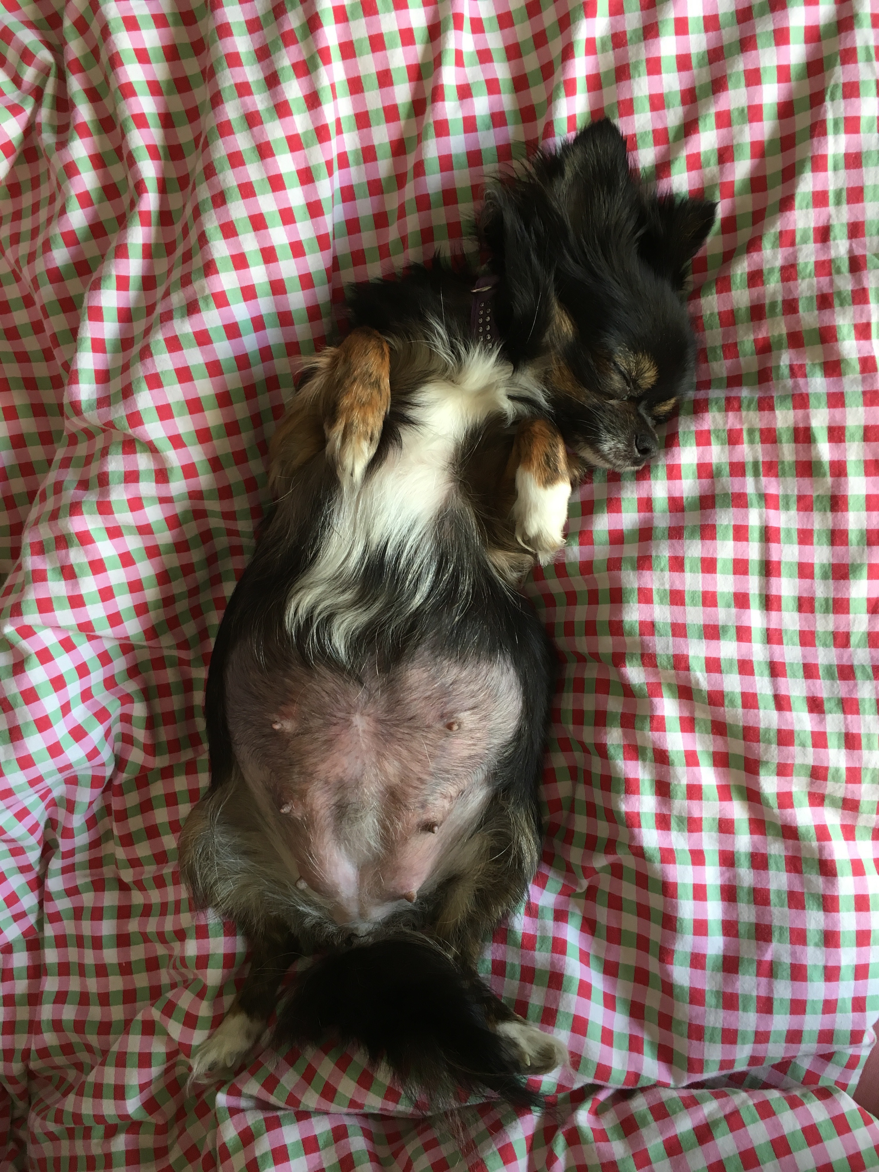 Chihuahua Bailey Geburt mit Hindernissen Hunderunden