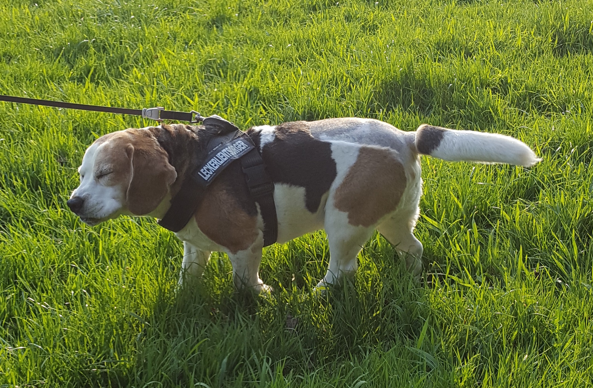 Bandscheibenvorfall beim Hund wenn’s hinten richtig klemmt! Hunderunden