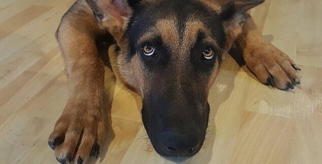 Mein Hund atmet schwer was steckt dahinter? Ursachen & Erste Hilfe