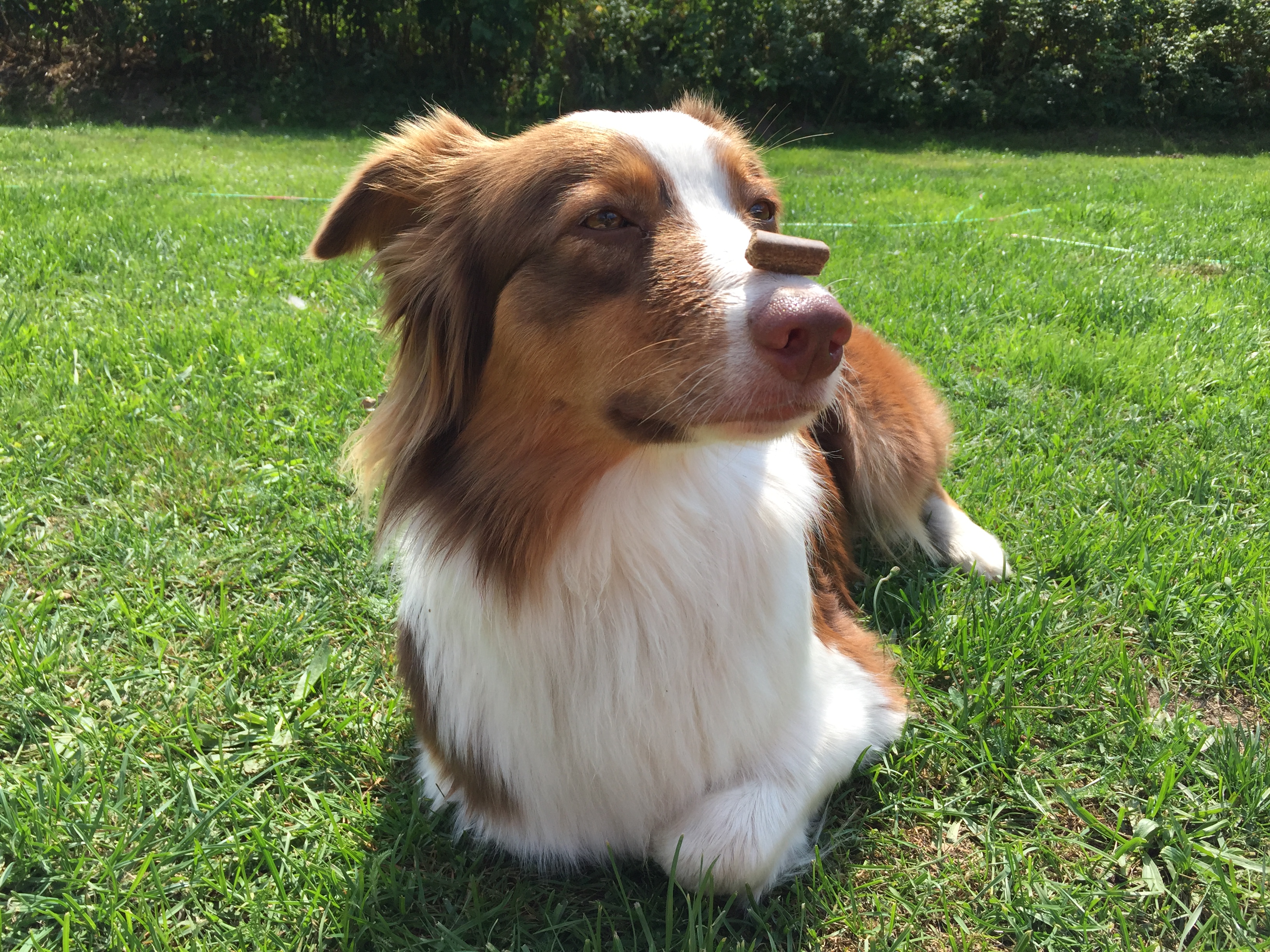 Warum du deinem Hund keine Tricks beibringen solltest