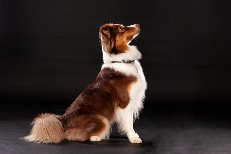 Das Kommando "Sitz" so bringst du es deinem Hund bei
