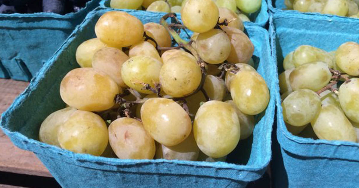 Cotton Candy Grapes Really Exist And We Have Grapery To Thank For It!