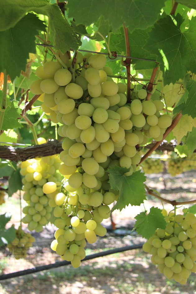 Cotton Candy Grapes Really Exist And We Have Grapery To Thank For It!