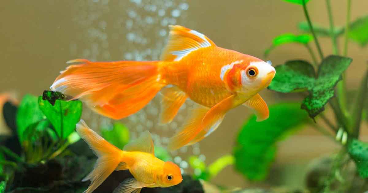 A Guide To Feeding Goldfish Fry HungryForever Food Blog