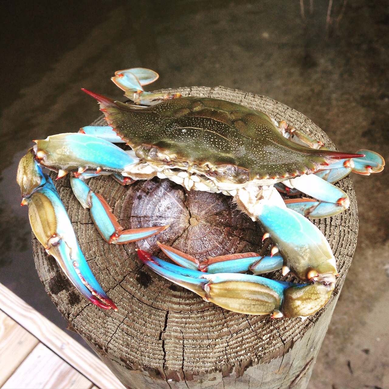 Succulent, classic Crab Louie salad is fast and easy Hungry for Louisiana