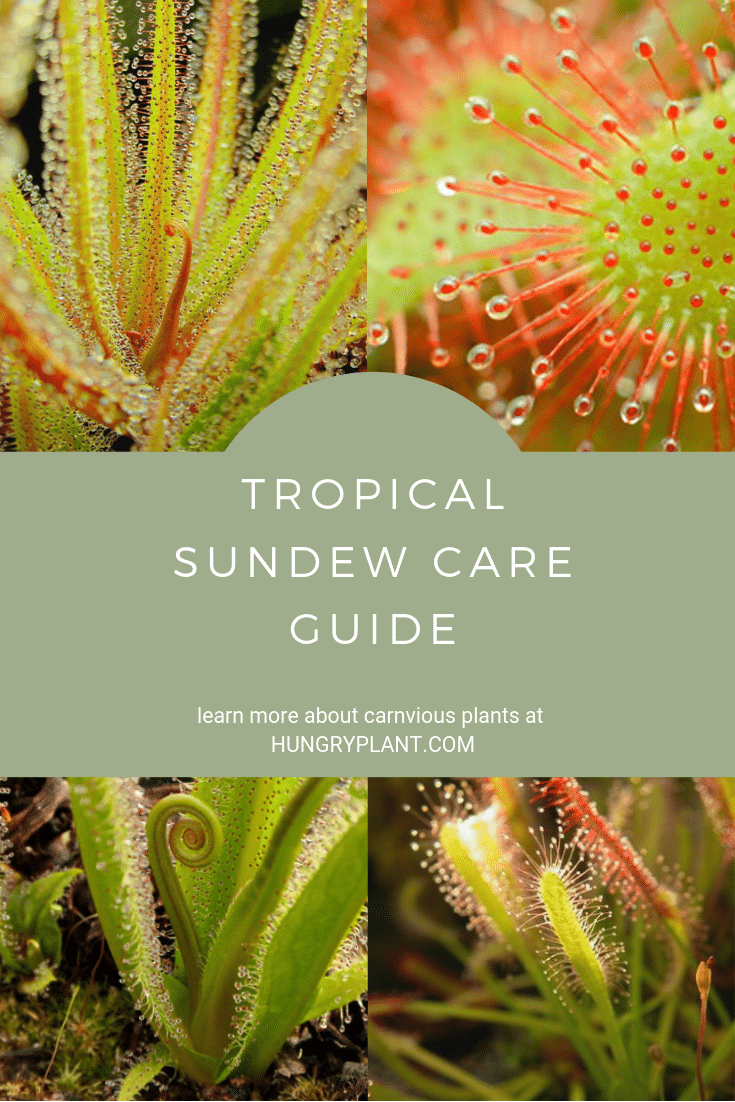 Tropical Sundew Care Guide