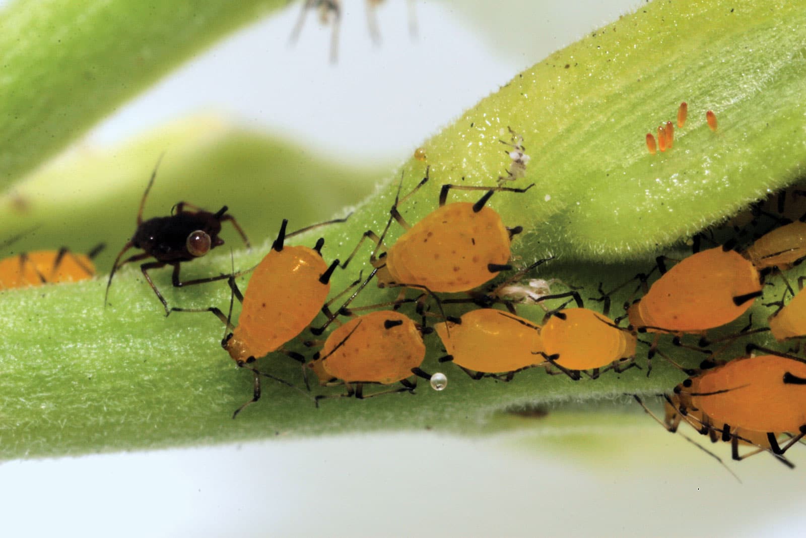 Watermelon Aphid Infestation at Billie Beard blog