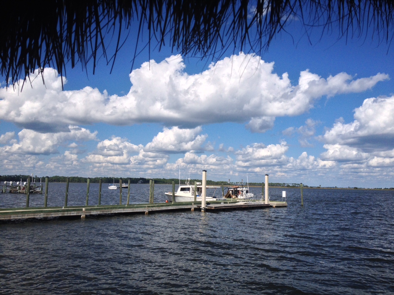 Hungry Point Panacea