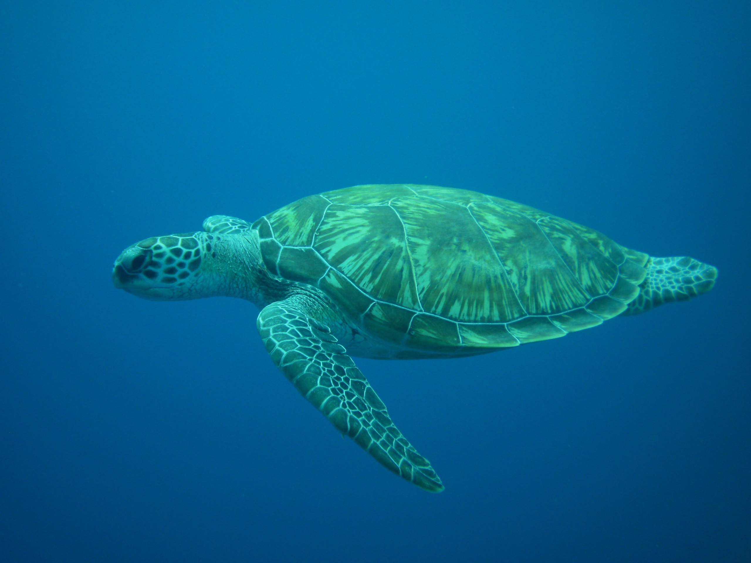 Philosophie Hungry Turtle