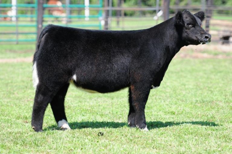 RCC Blog RCC Sired High Sellers at Wilson Farms!!