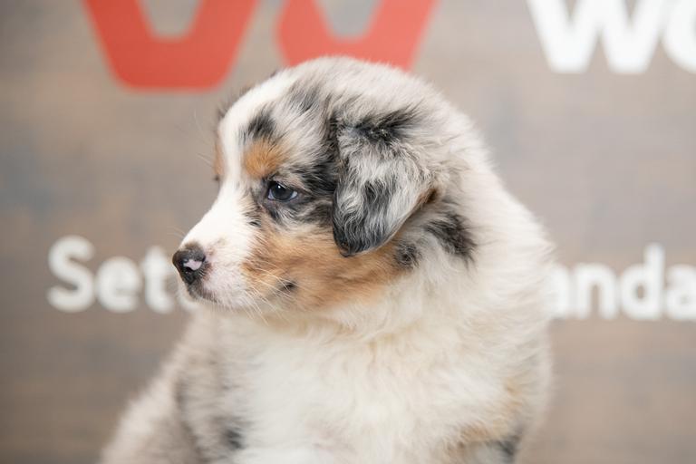 Breeders World Hunker Aussies