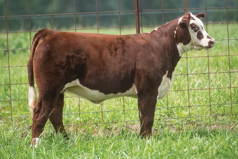 Breeders World Hamilton Cattle