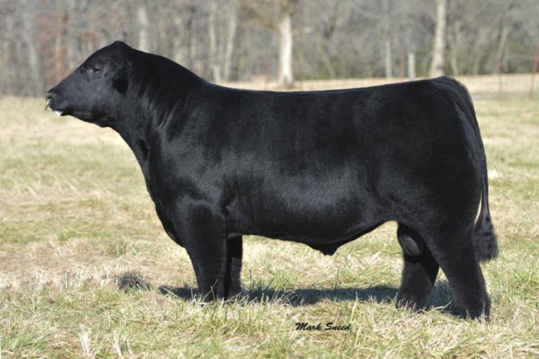 Breeders World Daddy's Money