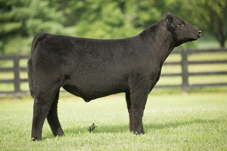 RCC Blog Highland County Circle Online Sale Kiley • Osborn • Parry