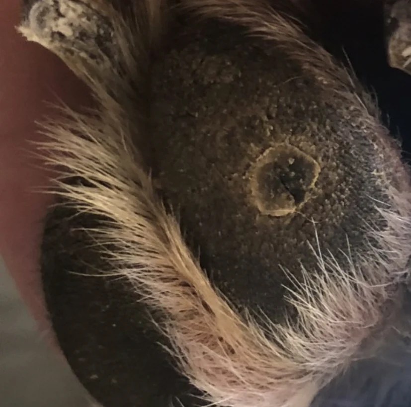 Corns a painful part of life for Greyhounds. HunnyBoots Australia