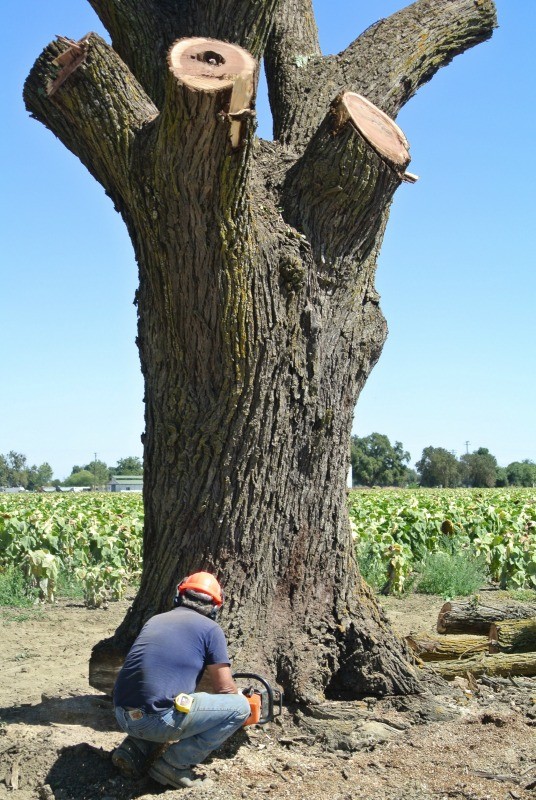 Salvaging a Huge California Black Walnut Tree Salvaging and