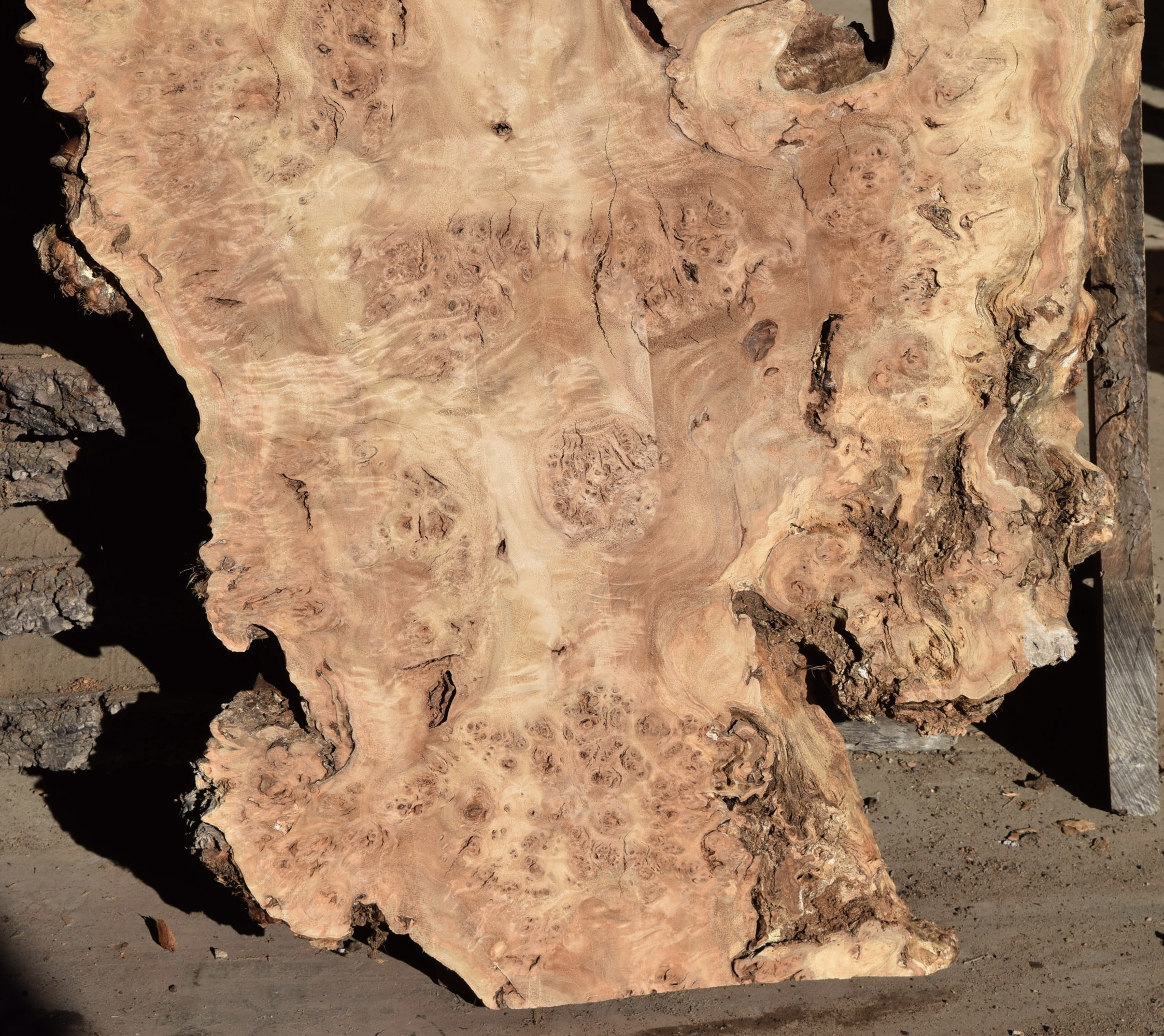 35509 Kiln Dried Cottonwood Burl Slab Salvaging and Reclaiming Urban