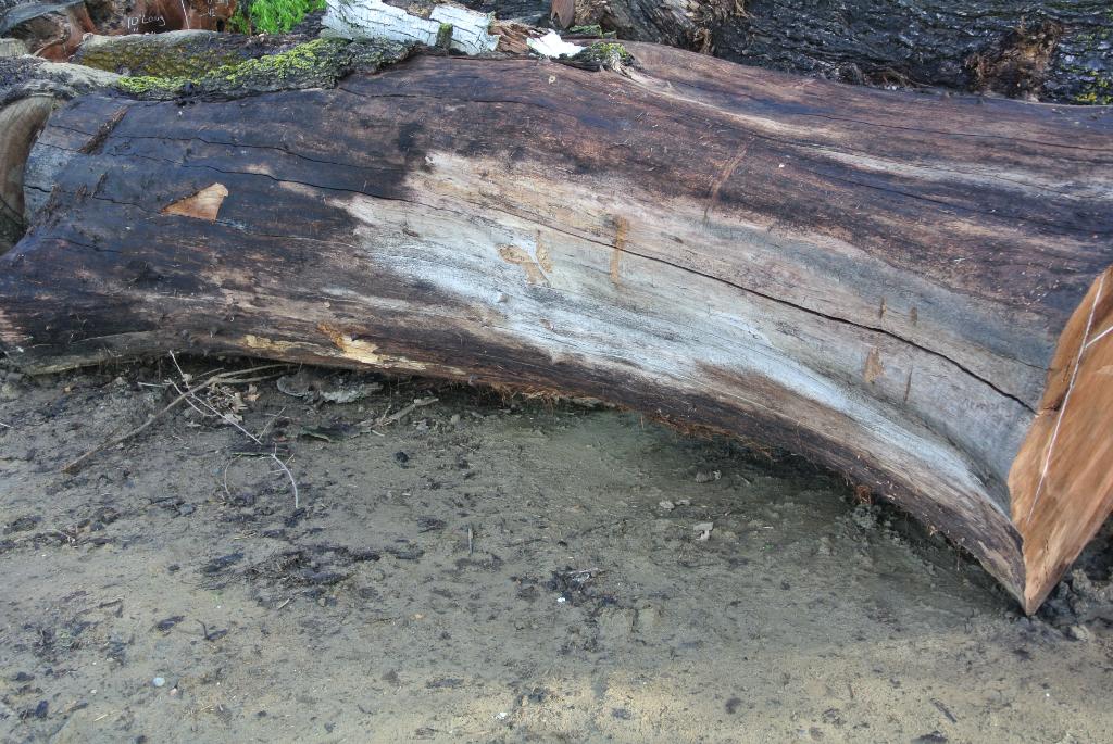 Large Walnut Log 41"x12' 930BF Salvaging and Reclaiming Urban Woods