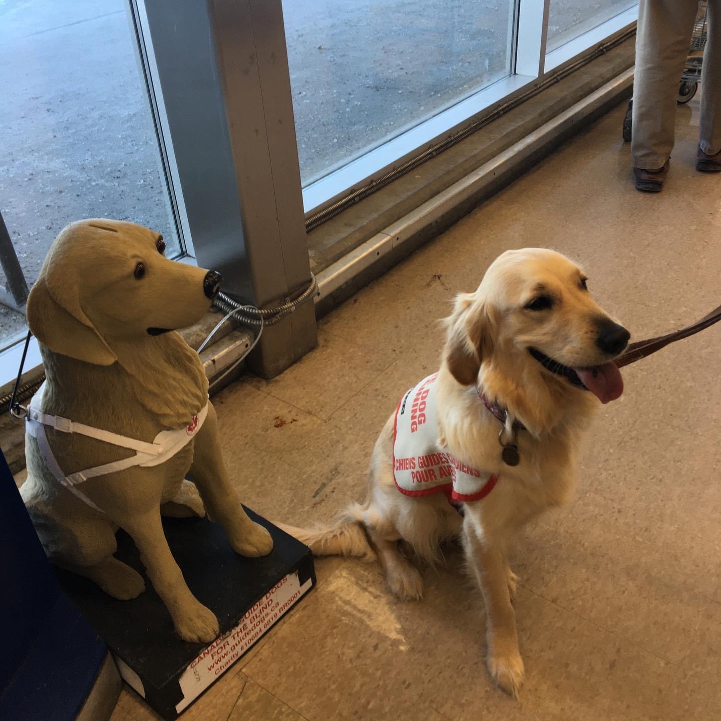 Puppy Walking for the Canadian Guide Dogs for the Blind Hunt Club