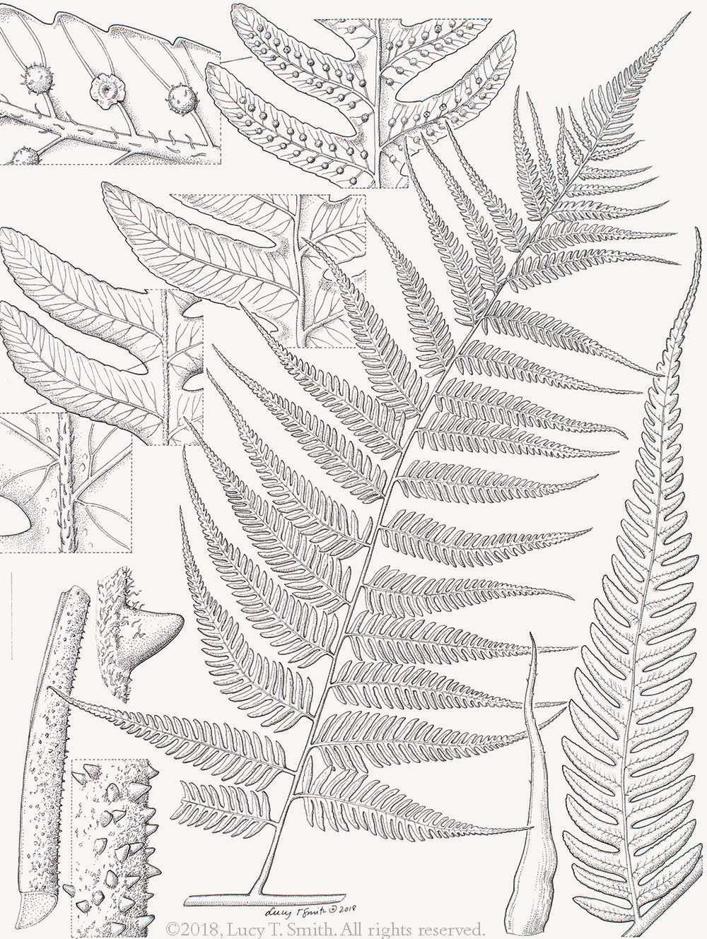 Smith, Lucy T. Catalogue of the International Exhibition of Botanical