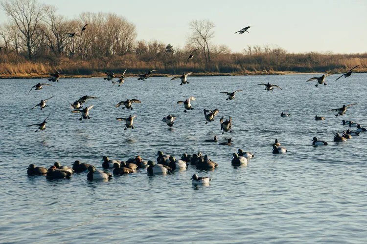 Southern Flyway Outfitters Decoy Raft Review Hunt Bums