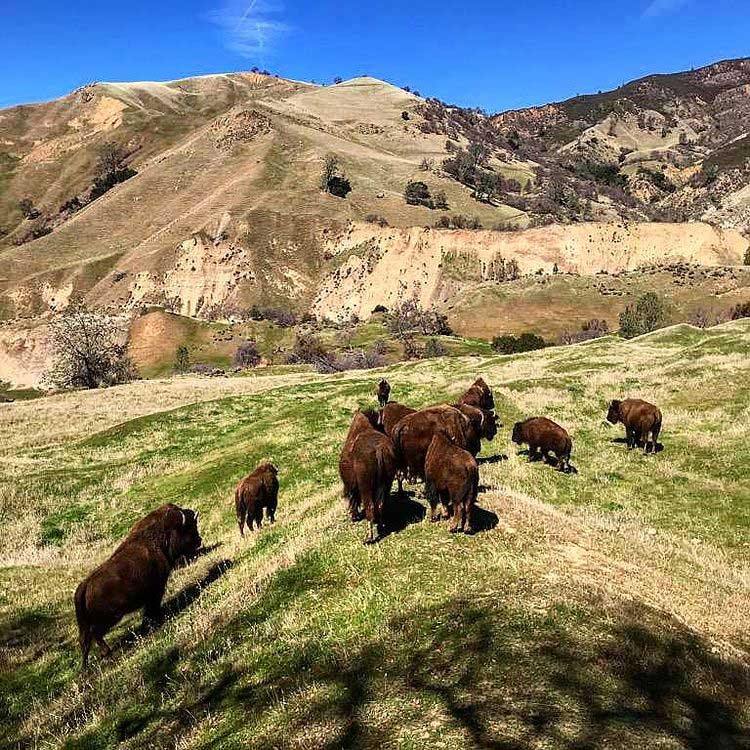 American Buffalo & Bison Hunting In California