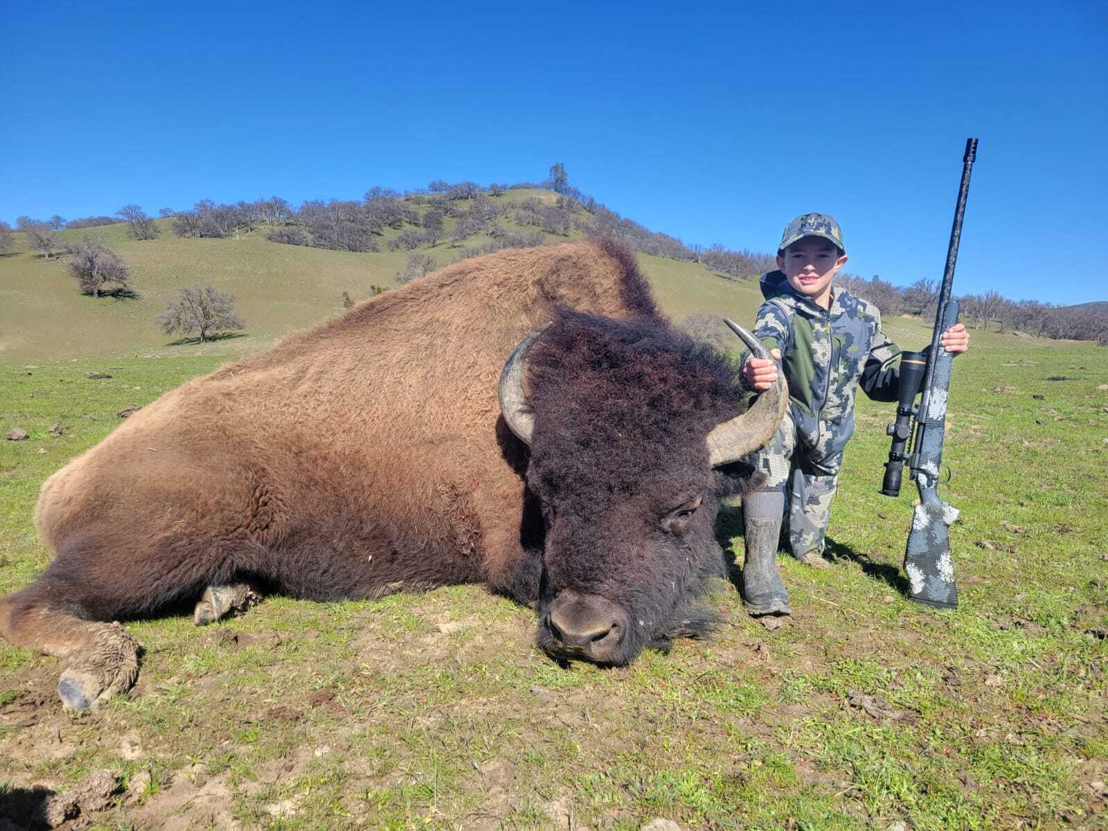 American Buffalo & Bison Hunting In California