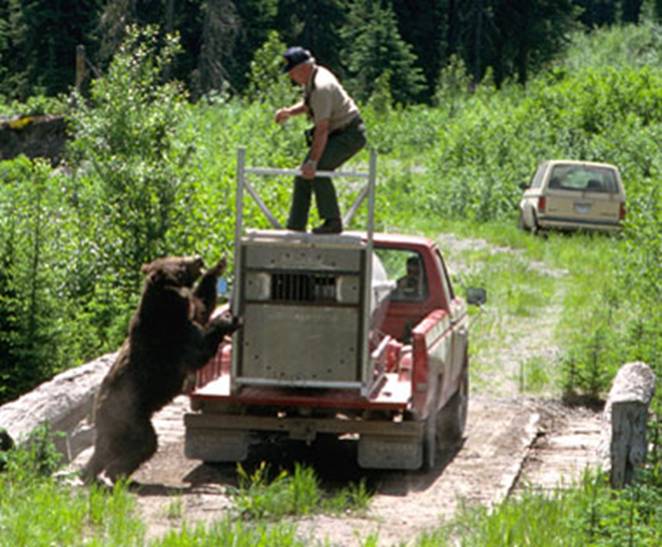 Bear Release Gone Wrong Hunting