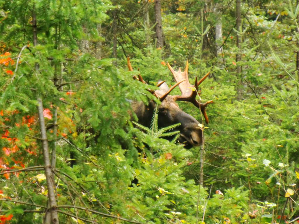 Big Moose Hunting