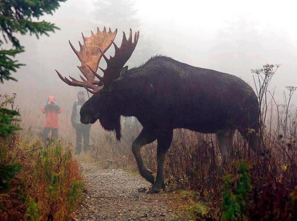 Biggest Moose I've Ever Seen Hunting