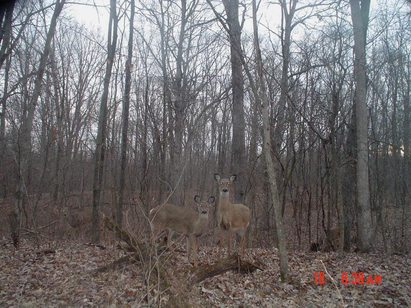 How many deer can you see? Hunting