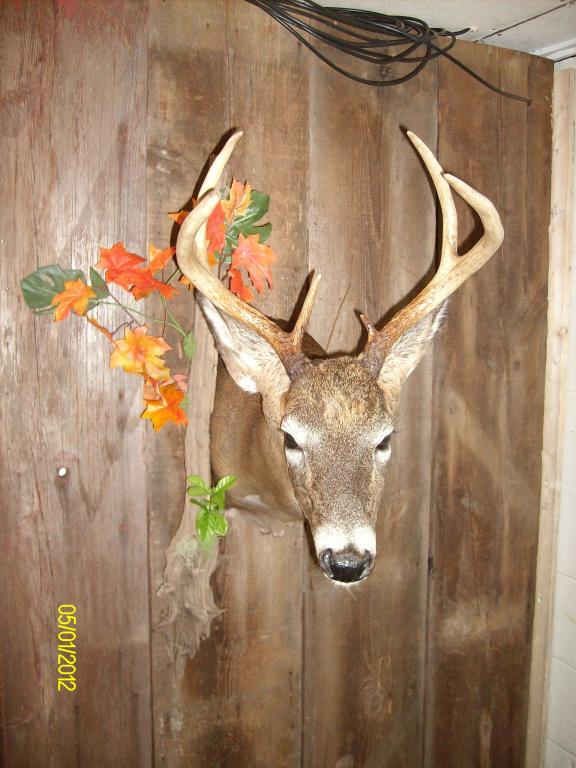 Shoulder Mount Deer Hunting