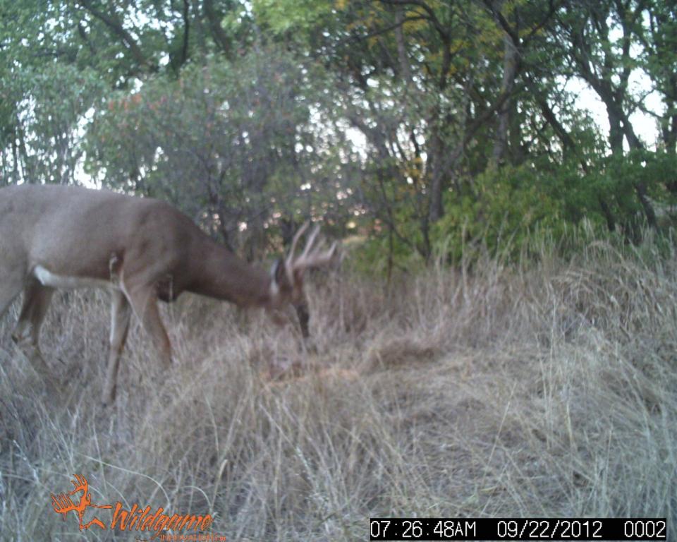 2012 bucks, Nebraska Hunting
