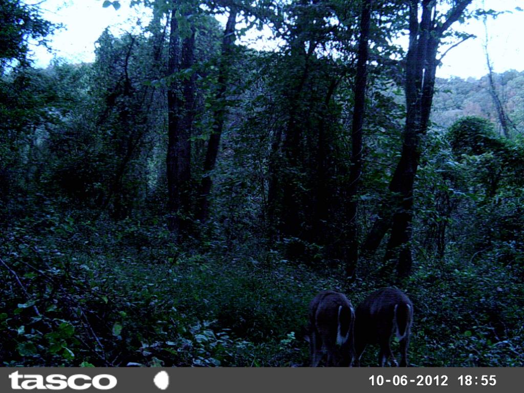 Cisco, West Virginia Hunting