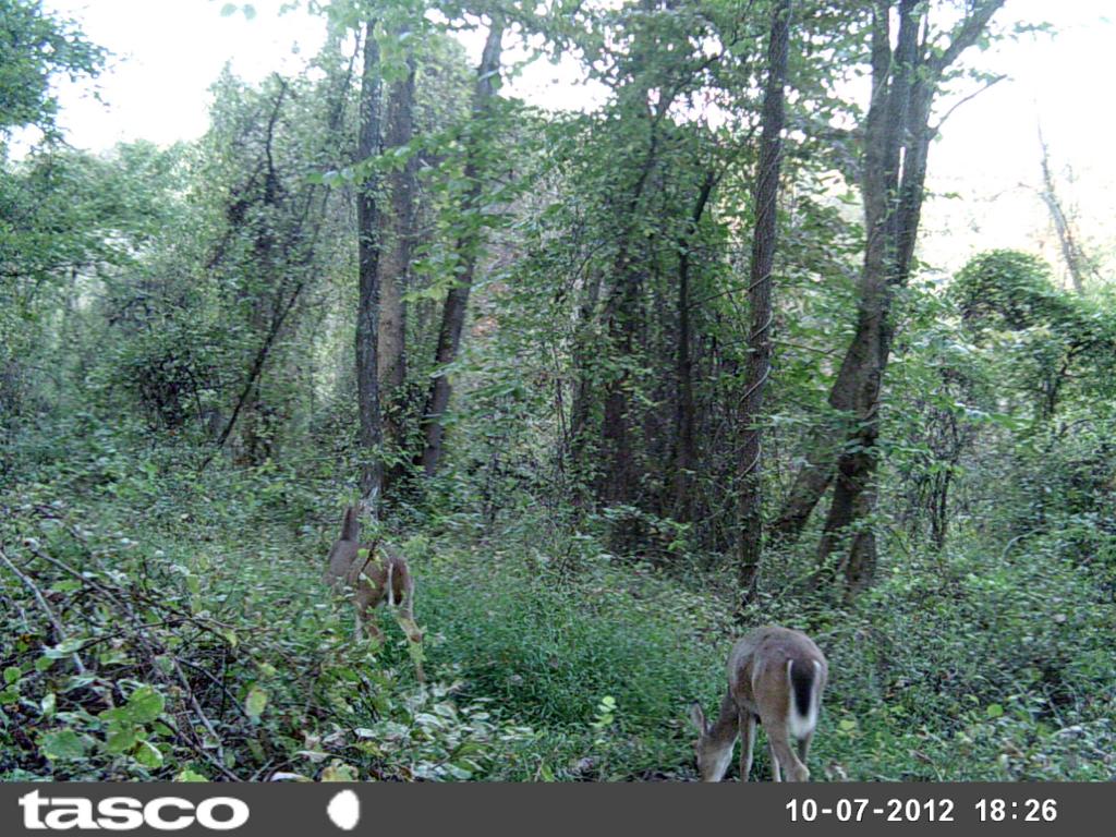 Cisco, West Virginia Hunting