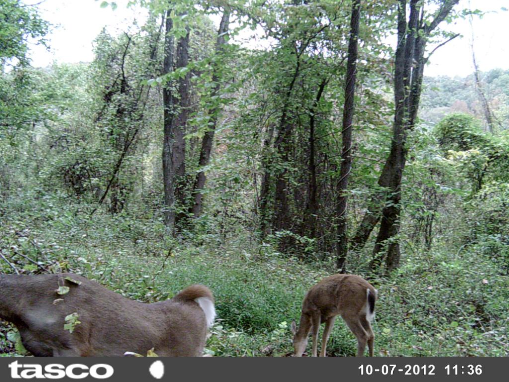 Cisco, West Virginia Hunting