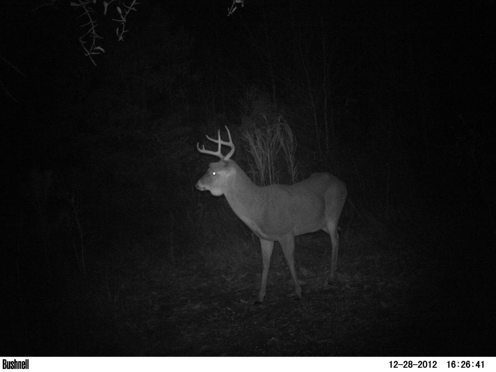 Lump Jaw, East, Texas Hunting