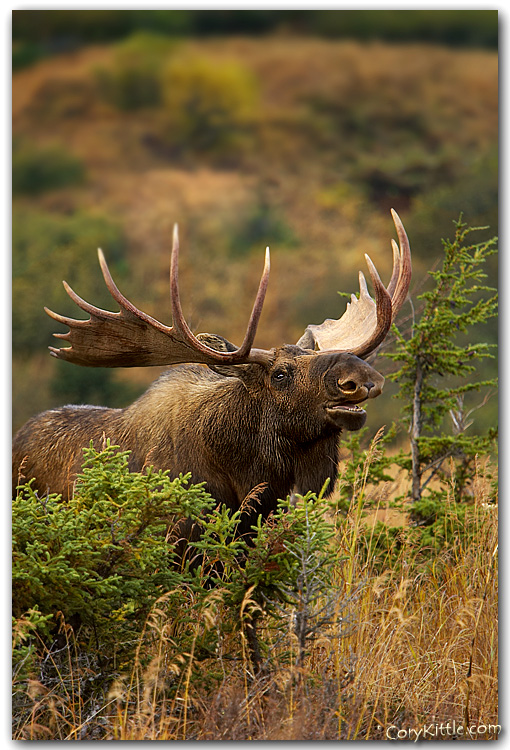 Monster Moose!! Hunting