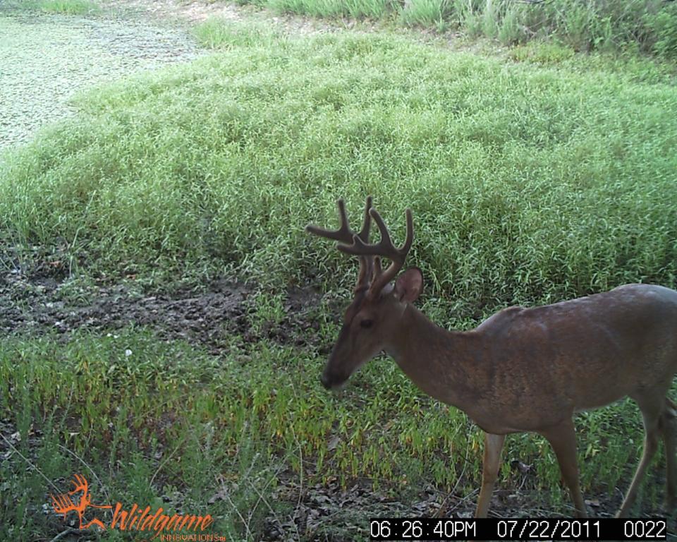 wildgame camera, Missouri Hunting