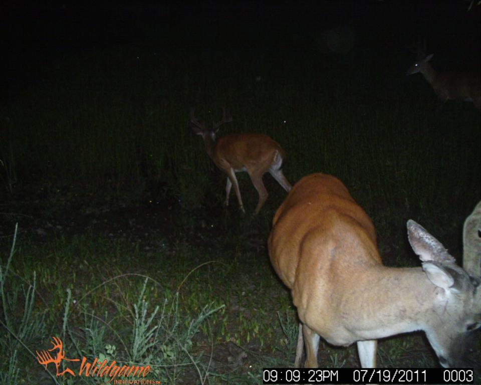 wildgame camera, Missouri Hunting