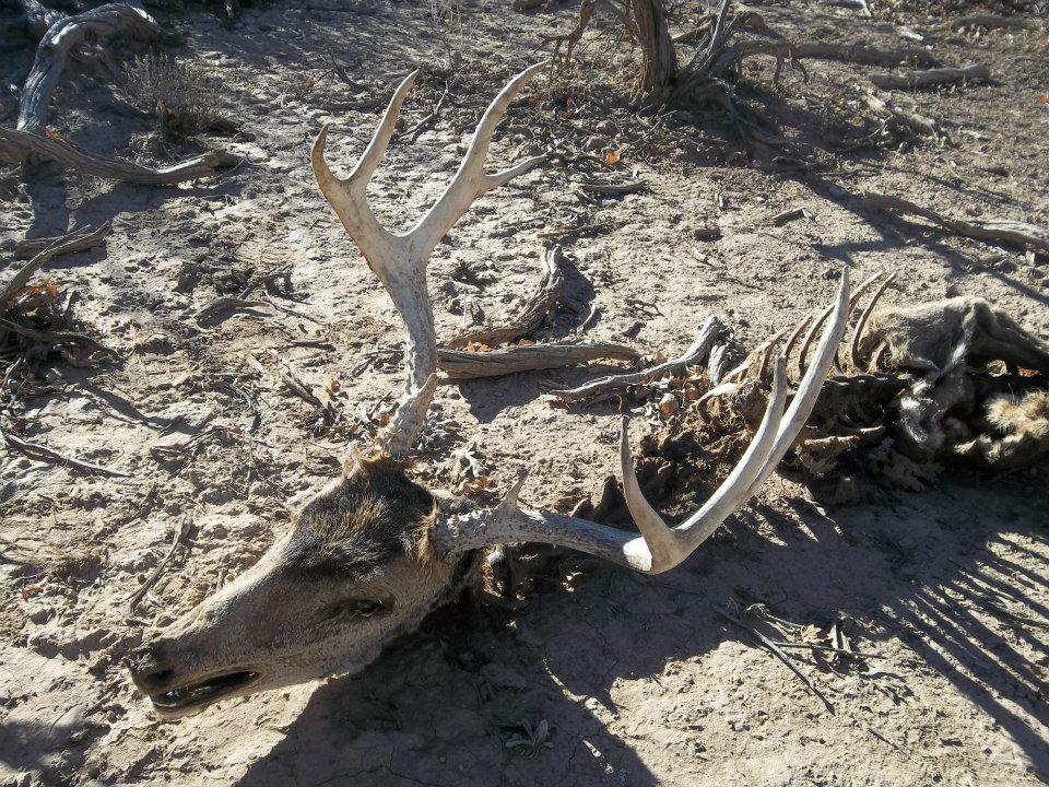 3 by 4 deer, Monticello, Utah Hunting