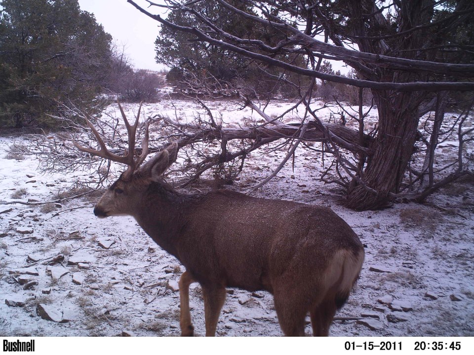 4 by 4, Monticello, Utah Hunting
