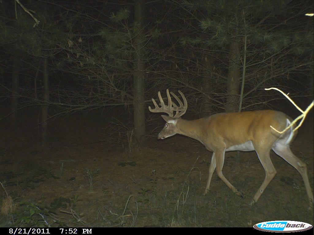Trail Cam pic of Parrotmouth Buck in Velvet. Hunting