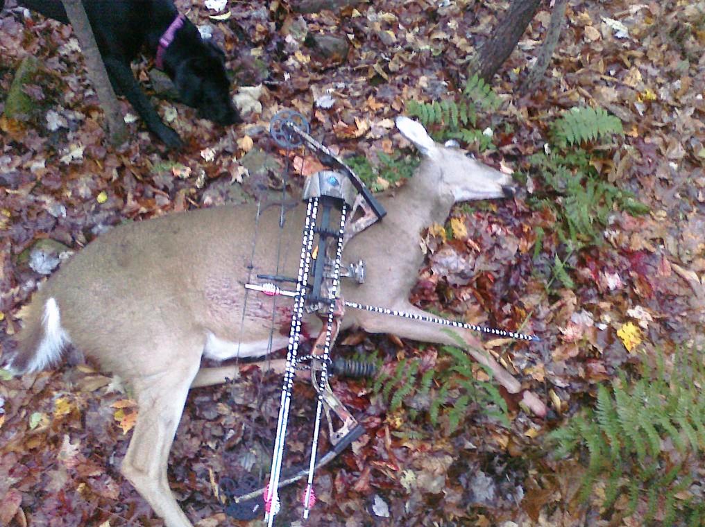 DOE TAG FEVER, Pennsylvania Hunting