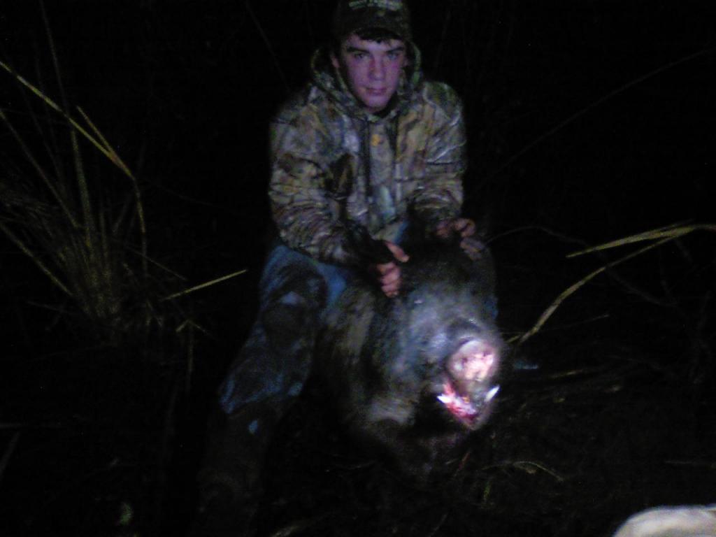 First hog hunt with dogs, Hunting
