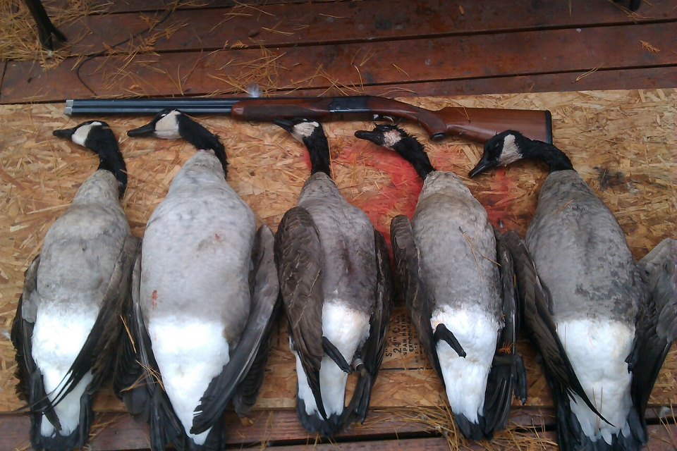 Goose, Ontario Hunting