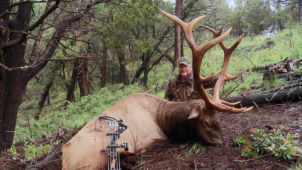Huge elk Hunting
