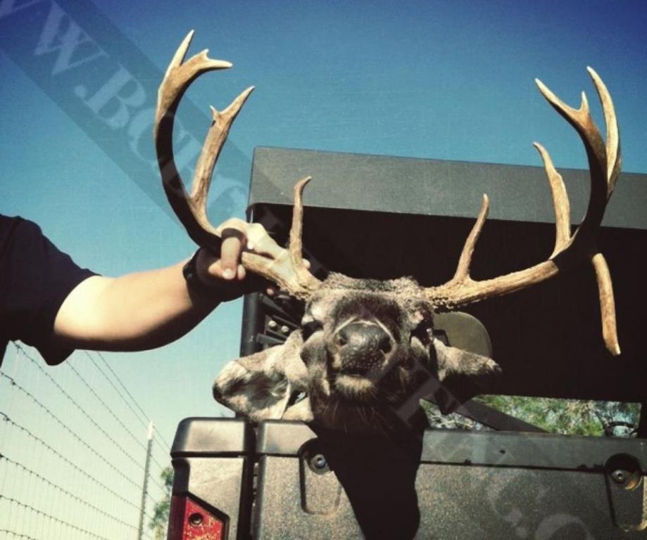 Opening Weekend Bow Kill, Dilley, Texas, Southtexas Hunting