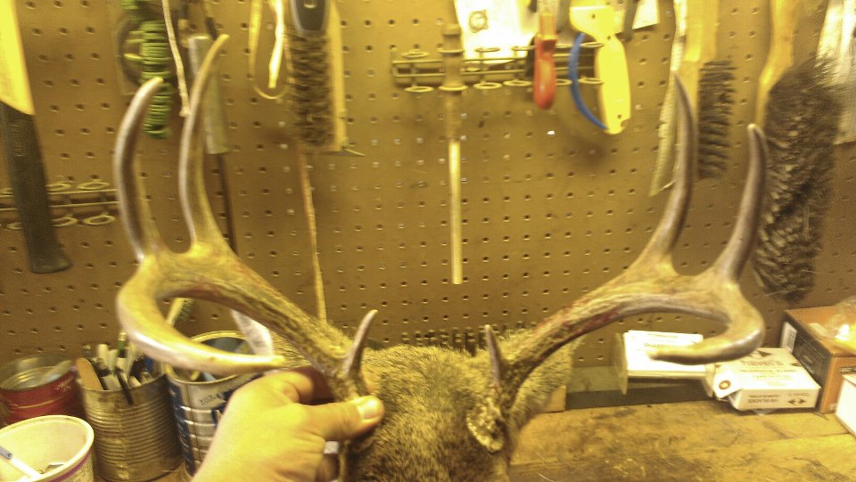 Whitetail, Gillette, Wyoming Hunting